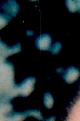 Michael Tully Obituary - Naples, FL