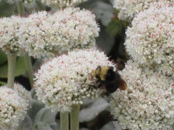 Obituario de Rafael Gota Gonzales