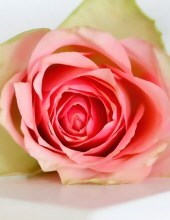 Obituary of Lorraine Santangelo