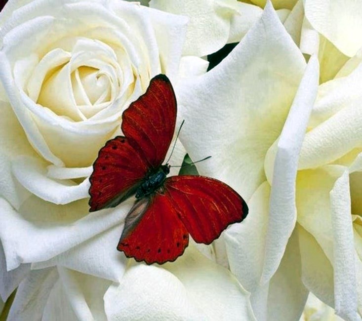 Obituary of Gail Dunnington