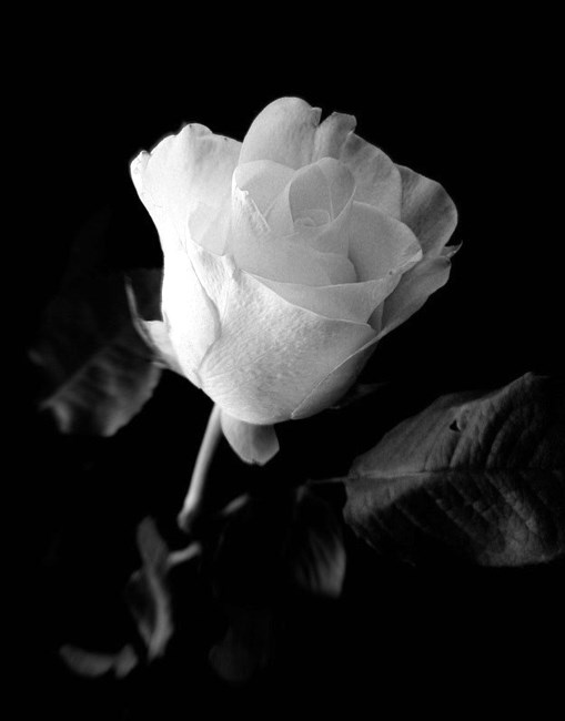 Obituary of Alejandro Delgado Vasquez