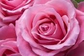 Obituary of Veronica C. Cartier