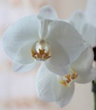 Obituary of Nancy Ellen Burke