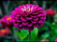 Obituary of Patricia Ann Campbell