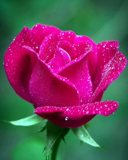 Obituary of Nancy Porter Bowen