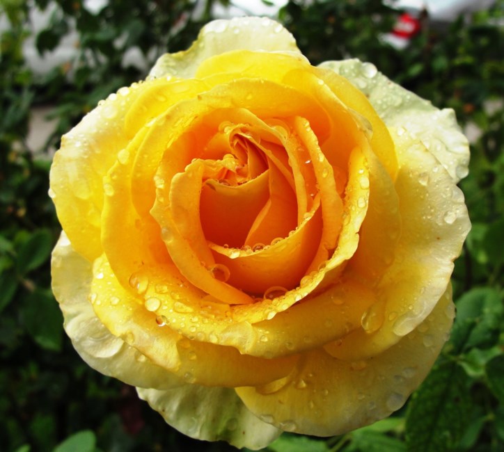 Obituary of Sally Sloan