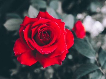 Obituary of Elizabeth Marie Vogel