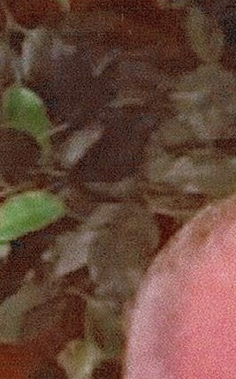 Robert Russo Obituary St. Martinville, LA