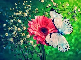 Obituary of Virginia Segraves Gilman