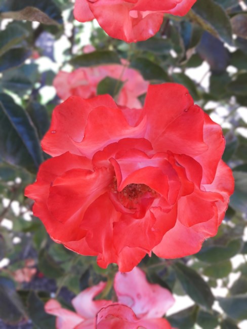 Obituary of Esther Faye Breazeale