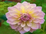 Dorothy Morris