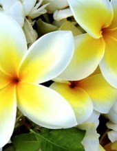 Obituary of Rita "Kathy" Katherine Phillips Cost