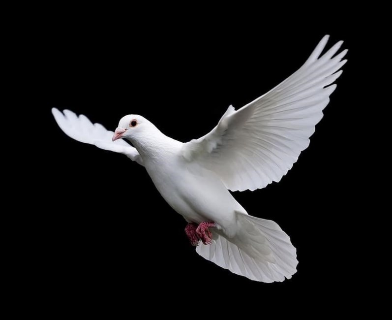 Obituary of Miguel Paul Decruz