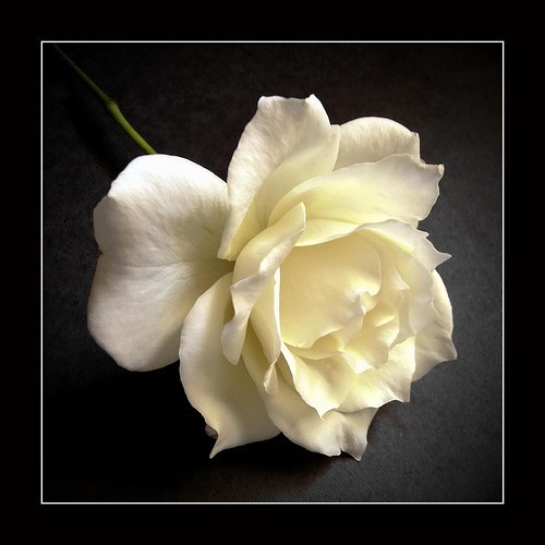 Obituary of Marjorie Jean Harvey