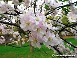 Obituary of Lucille Marie Young