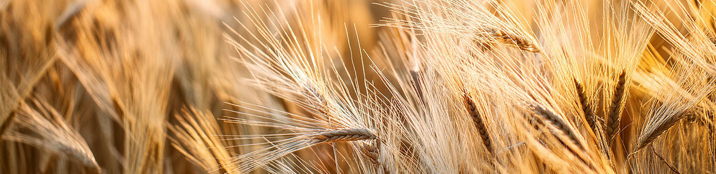 Obituary banner image